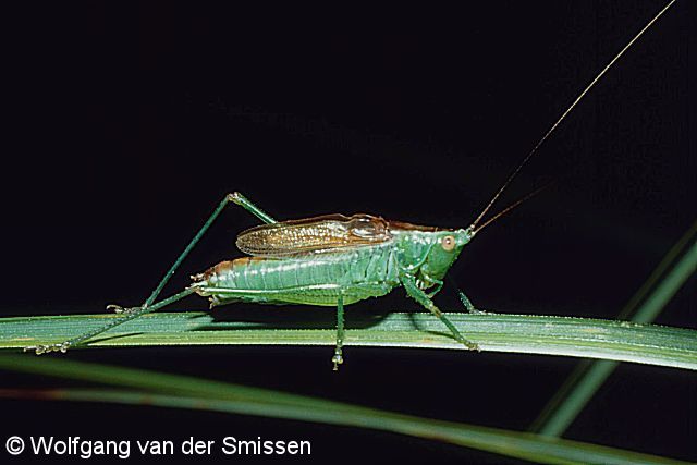 Laubheuschrecke Conocephalus dorsalis (Kurzflügelige Schwertschrecke) Männchen
