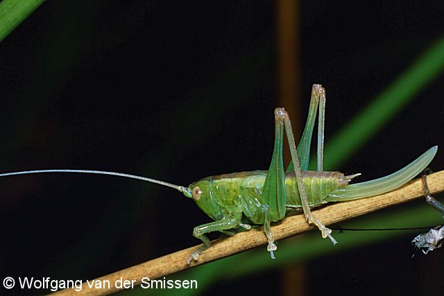 Laubheuschrecke Conocephalus dorsalis (Kurzflügelige Schwertschrecke) Weibchen