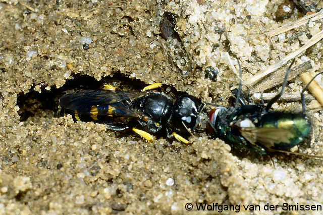 Grabwespe Crabro peltarius Weibchen mit Beute