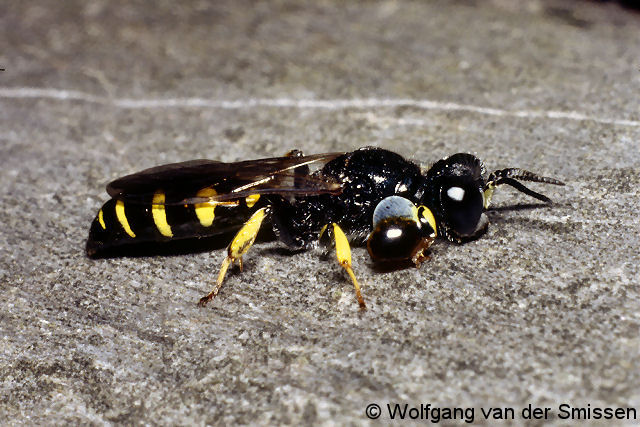 Grabwespe Crabro peltarius Männchen