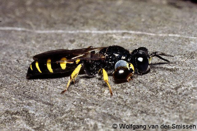 Grabwespe Crabro peltarius Männchen