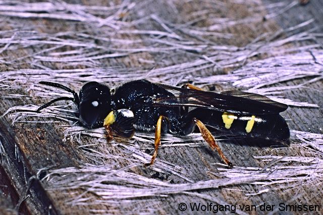 Grabwespe Crabro scutellatus Männchen