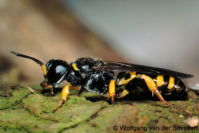 Grabwespe Crossocerus binotatus Männchen