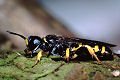 Crossocerus binotatus Männchen