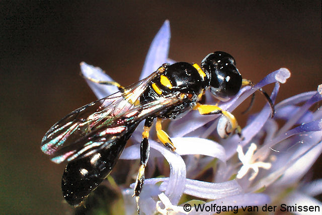 Grabwespe Crossocerus palmipes Männchen