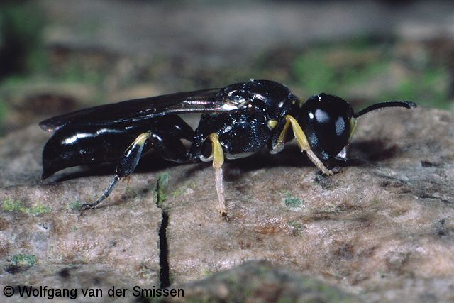 Grabwespe Crossocerus podagricus Männchen