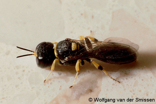 Grabwespe Crossocerus walkeri Weibchen