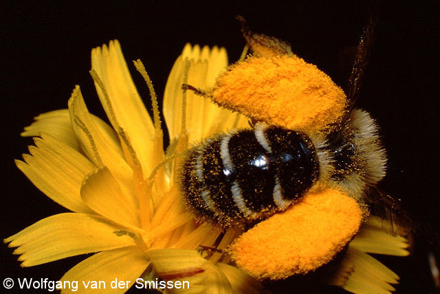 Hosenbiene Dasypoda hirtipes Weibchen