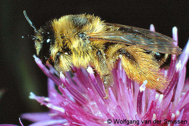 Hosenbiene Dasypoda hirtipes Weibchen