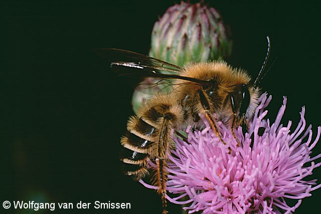 Hosenbiene Dasypoda hirtipes Männchen