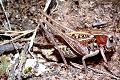 Laubheuschrecke Decticus verrucivorus (Warzenbeißer) Männchen