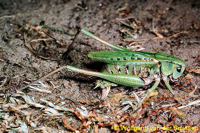 Laubheuschrecke Decticus verrucivorus (Warzenbeißer) Weibchen