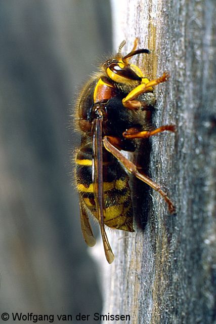 Soziale Faltenwespe Dolichovespula media (Mittlere Langkopfwespe, Kleine Hornisse) Königin