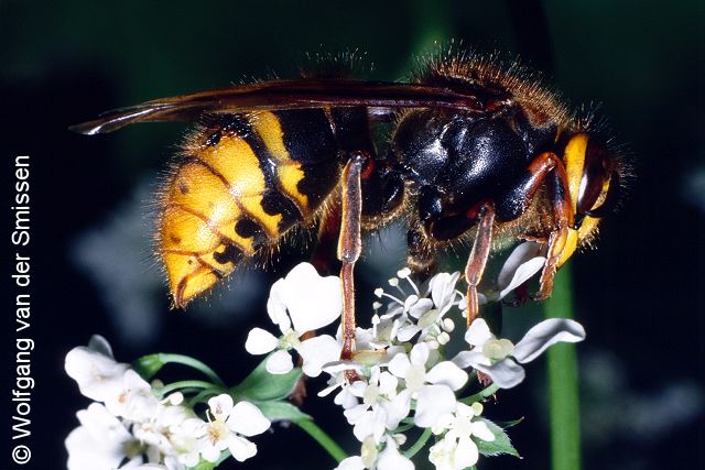 Soziale Faltenwespe Dolichovespula media (Mittlere Langkopfwespe, Kleine Hornisse) Königin