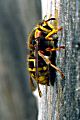 Soziale Faltenwespe Dolichovespula media (Mittlere Langkopfwespe, Kleine Hornisse)