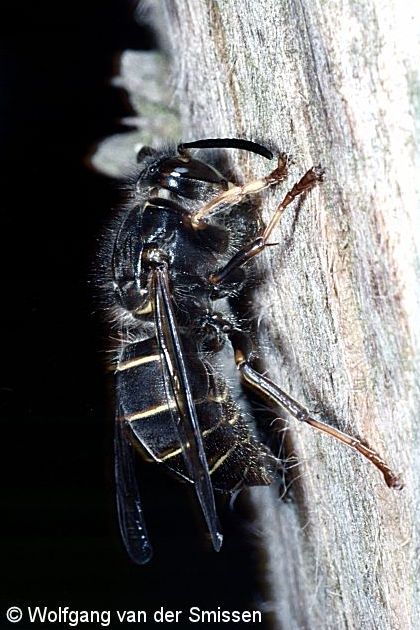 Soziale Faltenwespe Dolichovespula media (Mittlere Langkopfwespe, Kleine Hornisse)