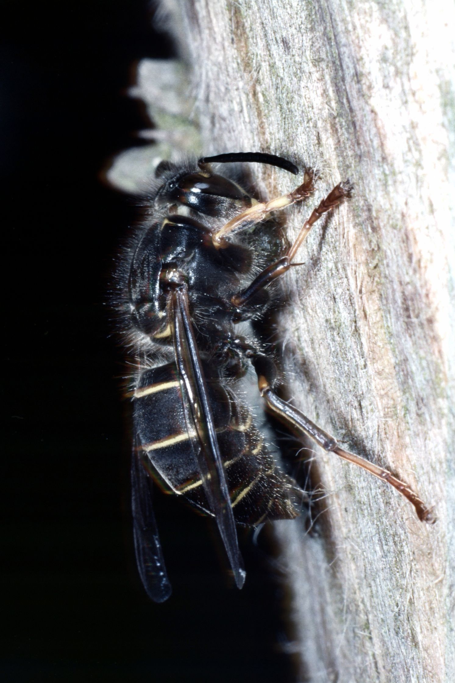 Soziale Faltenwespe Dolichovespula media (Mittlere Langkopfwespe, Kleine Hornisse)