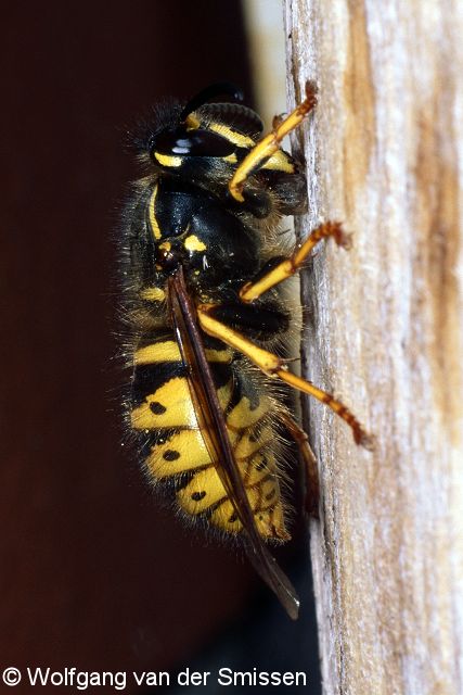 Soziale Faltenwespe Dolichovespula saxonica (Sächsische Langkopfwespe)