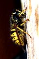 Soziale Faltenwespe Dolichovespula saxonica (Sächsische Langkopfwespe)