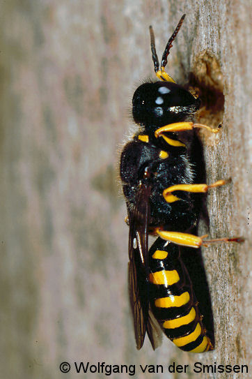Grabwespe Ectemnius cavifrons Männchen