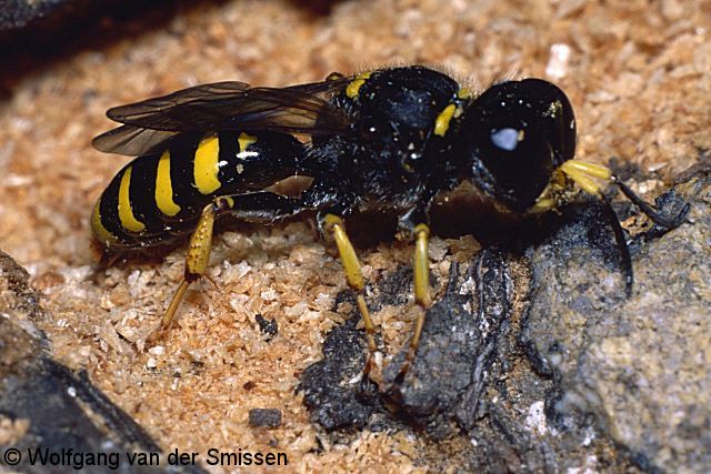 Grabwespe Ectemnius cavifrons Weibchen