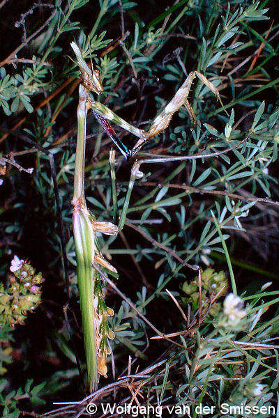 Fangschrecke Empusa pennata (Gottesanbeterin) Weibchen