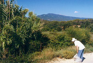 Sammlerin am Mont Ventoux