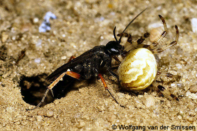 Wegwespe Episyron albonotatum Weibchen