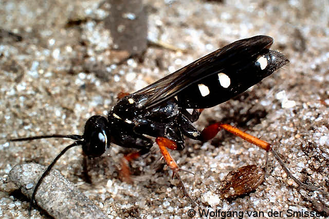 Wegwespe Episyron albonotatum Weibchen
