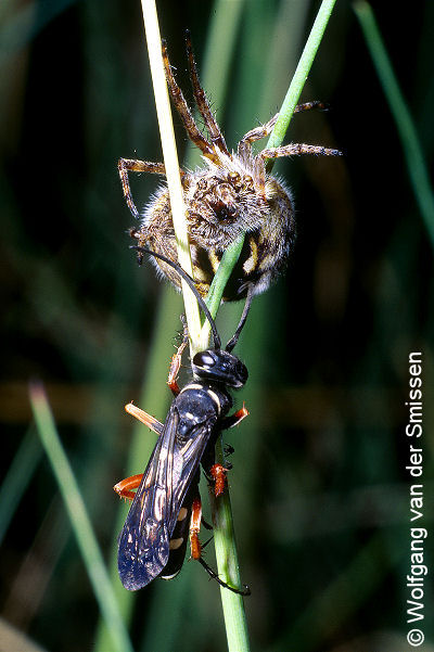 Wegwespe Episyron albonotatum Weibchen