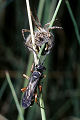 Wegwespe Episyron albonotatum Weibchen