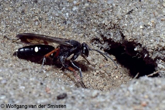 Wegwespe Episyron rufipes Weibchen