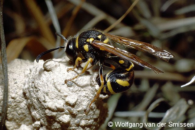 Solitäre Faltenwespe Eumenes coarctatus Weibchen