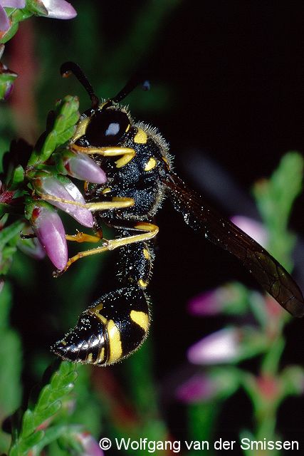 Solitäre Faltenwespe Eumenes coarctatus Männchen