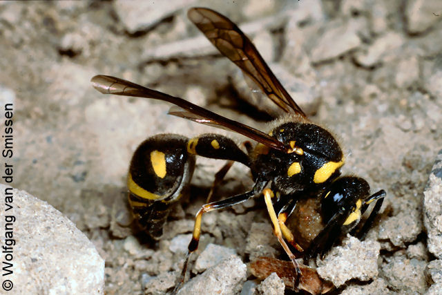 Solitäre Faltenwespe Eumenes papillarius Weibchen