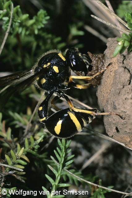 Solitäre Faltenwespe Eumenes pedunculatus Weibchen