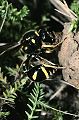 Solitäre Faltenwespe Eumenes pedunculatus Weibchen