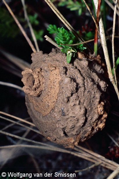 Die fertige Brutzelle des Weibchens der Solitären Faltenwespenart Eumenes pedunculatus