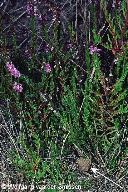 Die fertige Brutzelle des Weibchens der Solitären Faltenwespenart Eumenes pedunculatus in einer Heidekrautpflanze.