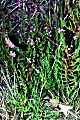 Die fertige Brutzelle des Weibchens der Solitären Faltenwespenart Eumenes pedunculatus in einer Heidekrautpflanze (Pfeil)