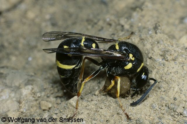 Solitäre Faltenwespe Eumenes pedunculatus (Pillenwespe) Weibchen