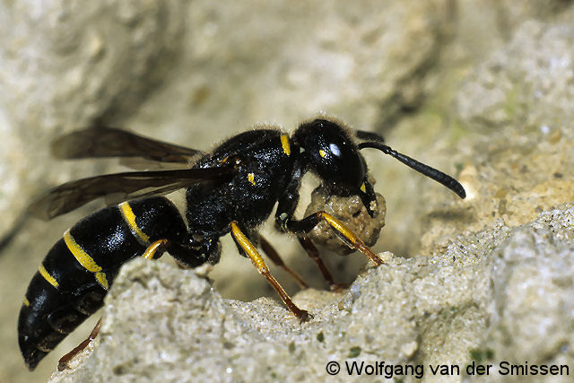 Solitäre Faltenwespe Euodynerus quadrifasciatus Weibchen