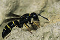 Solitäre Faltenwespe Euodynerus quadrifasciatus Weibchen