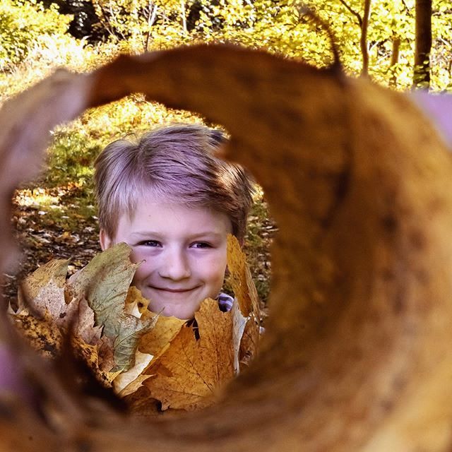 Herbst im Wald