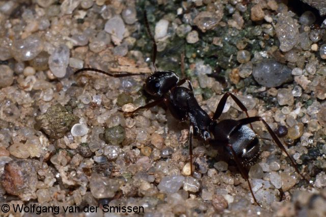 Schuppenameise Formica cinerea Arbeiterin