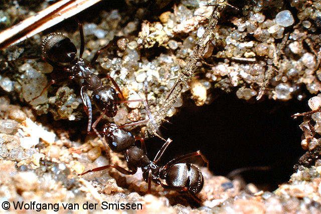 Schuppenameise Formica cinerea 2 Arbeiterinnen