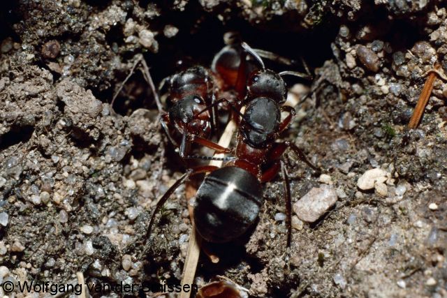 Schuppenameise Formica nigricans Arbeiterin vor Nesteingang