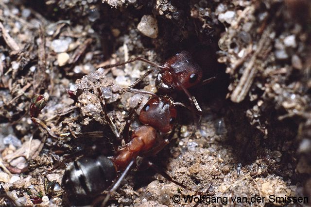 Schuppenameise Formica sanguinea 2 Arbeiterinnen