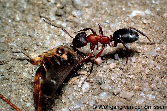 Schuppenameise Formica sanguinea Arbeiterin mit Beute