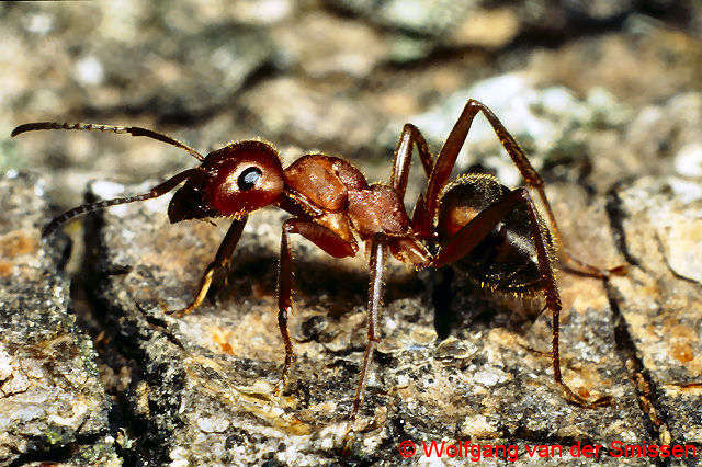 Schuppenameise Formica truncorum